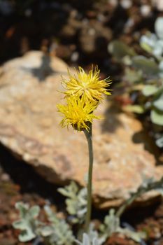 Croatian centaury - Latin name - Centaurea ragusina