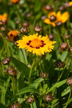 Large-flowered Tickseed flower - Latin name - Coreopsis grandiflora