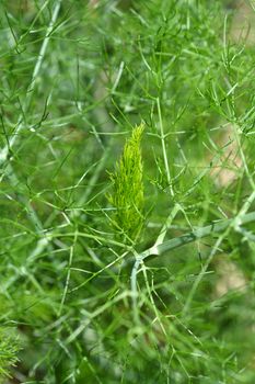 Common fennel leaves - Latin name - Foeniculum vulgare