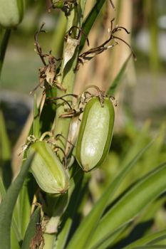 Spanish bayonet unripe fruit - Latin name - Yucca aloifolia