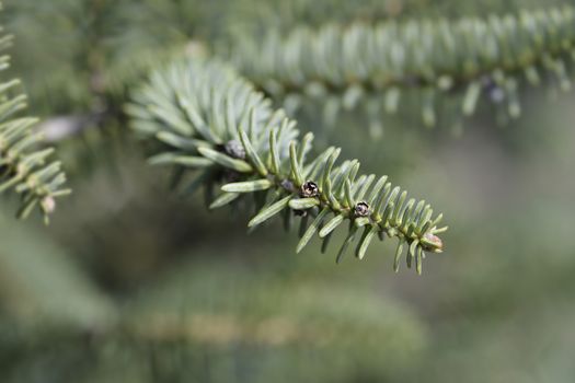 Blue Spanish Fir branch - Latin name - Abies pinsapo Glauca