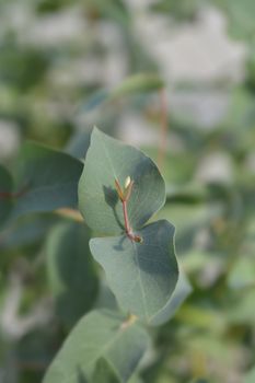 Broad-leaved ribbon gum - Latin name - Eucalyptus dalrympleana