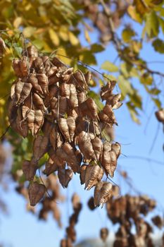 Golden rain tree branch with seed pods - Latin name - Koelreuteria paniculata