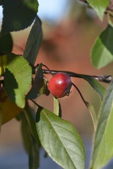 Purple crab apple tree - Latin name - Malus x purpurea