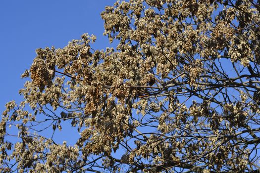 Tree of heaven bare branches with dry seeds - Latin name - Ailanthus altissima