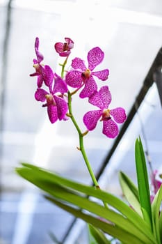 Closed up shot beautiful purple orchid in the garden.