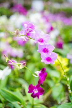 Closed up shot beautiful purple orchid in the garden.