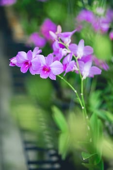 Closed up shot beautiful purple orchid in the garden.