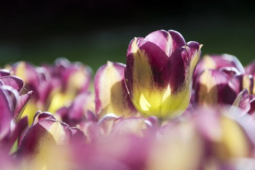 Blooming tulips in spring