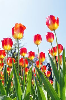 Blooming tulips in spring