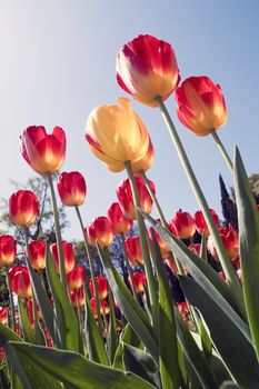 Blooming tulips in spring