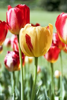 Blooming tulips in spring