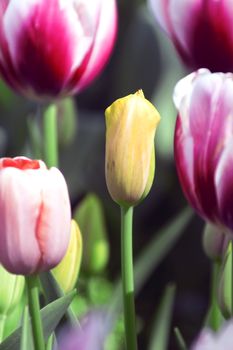 Blooming tulips in spring