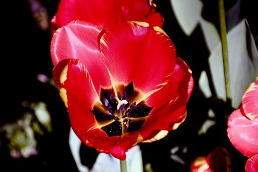 Blooming tulips in spring