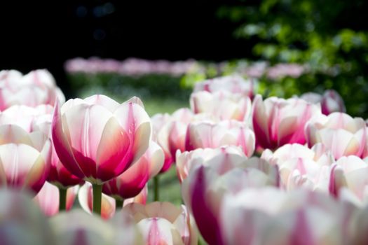 Blooming tulips in spring