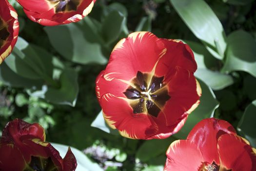 Blooming tulips in spring