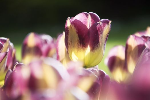 Blooming tulips in spring