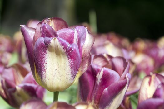 Blooming tulips in spring