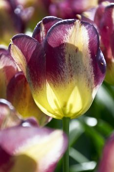 Blooming tulips in spring