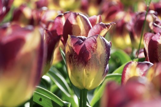 Blooming tulips in spring