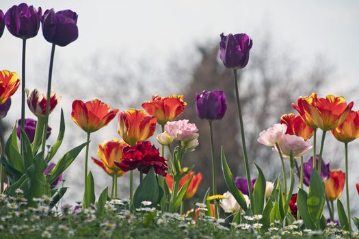 Blooming tulips in spring