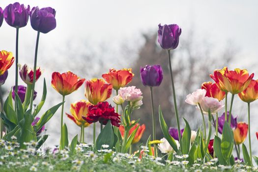 Blooming tulips in spring