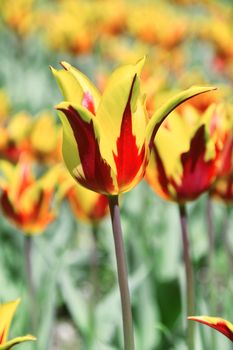 Blooming tulips in spring