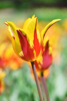 Blooming tulips in spring