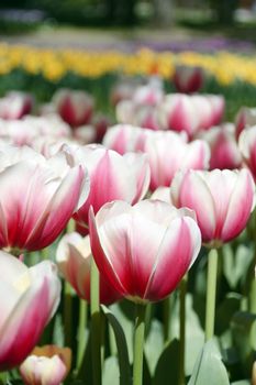 Blooming tulips in spring