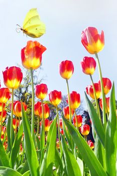 Blooming tulips in spring