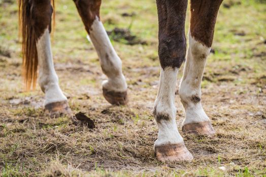 Close up of brown horse legs and hooves.