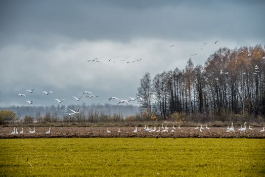 A flock of Whooper swan, Cygnus walking and feeding in a farmer s green rape field, Latvia.