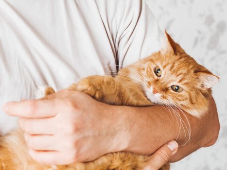 Man cuddles cute ginger cat. Fluffy pet looks pleased and sleepy. Fuzzy domestic animal. Cat lover.