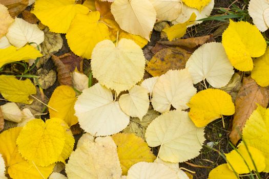 Yellow leaves on the land background and texture, nature autumn and fall
