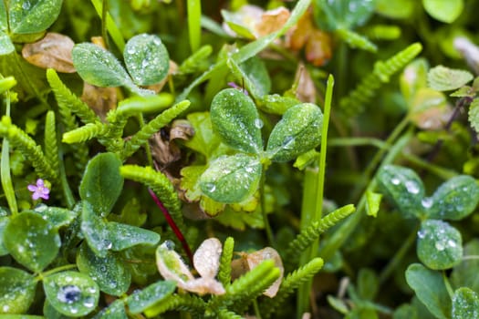 Dew on the plant leaves, water reflection, drops and dew in the misty and foggy weather, day and outdoor