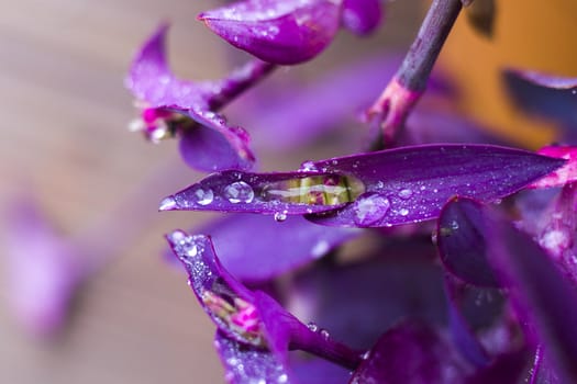 Dew on the plant leaves, water reflection, drops and dew in the misty and foggy weather, day and outdoor