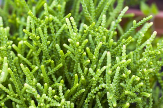Green color plant macro and close-up background and texture