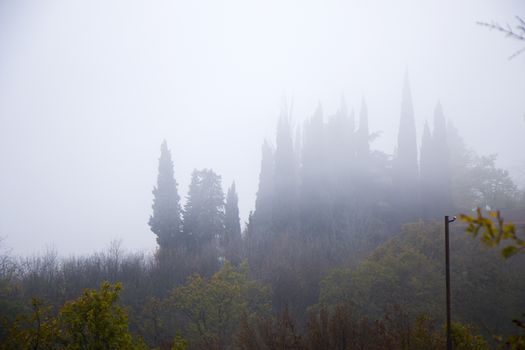 Forest and trees in mist and fog in Georgia