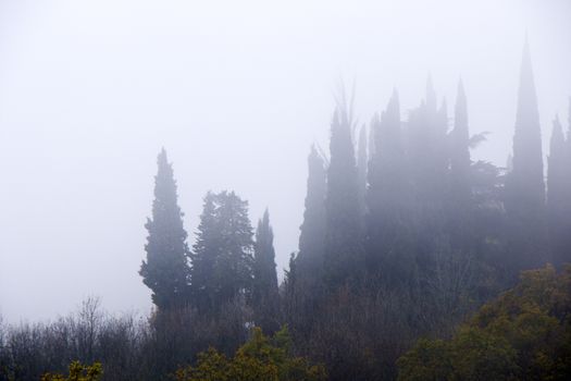 Forest and trees in mist and fog in Georgia