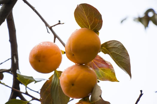 Persimmons on the tree, branch and leaves, autumn fruit close-up in Georgia