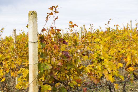 Winery and wine yard in Kakheti, Georgia. Landscape of grape trees valley at autumn time