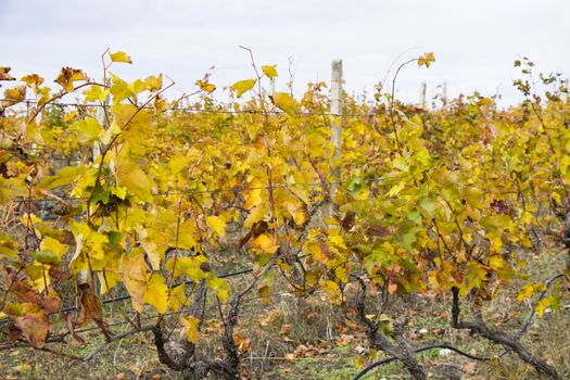 Winery and wine yard in Kakheti, Georgia. Landscape of grape trees valley at autumn time