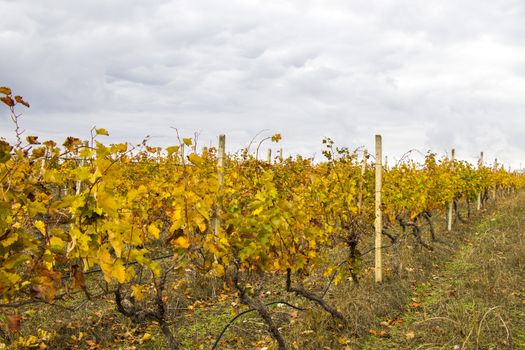 Winery and wine yard in Kakheti, Georgia. Landscape of grape trees valley at autumn time