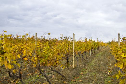 Winery and wine yard in Kakheti, Georgia. Landscape of grape trees valley at autumn time