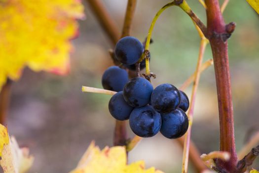 Close-up and macro of grope in winery and wine yard in Kakheti, Georgia.