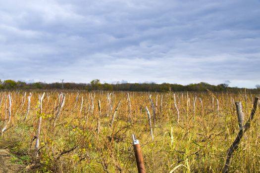 Winery and wine yard in Kakheti, Georgia. Landscape of grape trees valley at autumn time