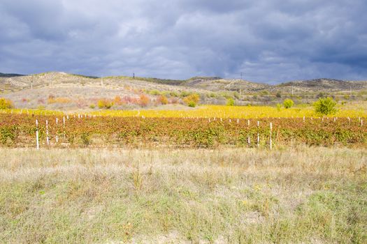 Winery and wine yard in Kakheti, Georgia. Landscape of grape trees valley at autumn time