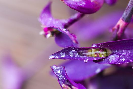 Dew on the plant leaves, water reflection, drops and dew in the misty and foggy weather, day and outdoor