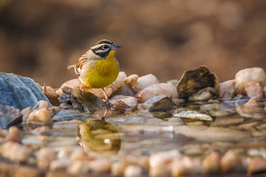 African Golden breasted Bunting standing at waterhole in Kruger National park, South Africa ; Specie Fringillaria flaviventris family of Emberizidae