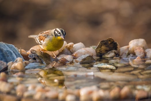 African Golden breasted Bunting standing at waterhole in Kruger National park, South Africa ; Specie Fringillaria flaviventris family of Emberizidae